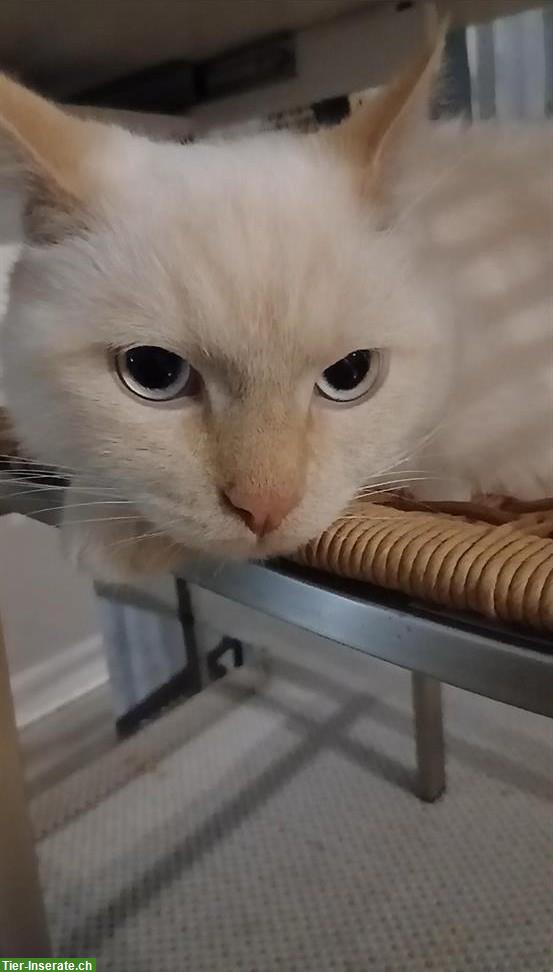 Bild 2: Maine Coon x BKH Kater, 11 Monate, kastriert