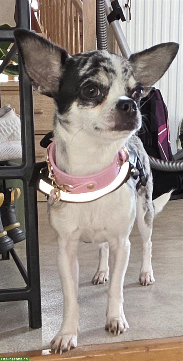 Wunderschöne Chihuahua Welpen suchen ein Zuhause