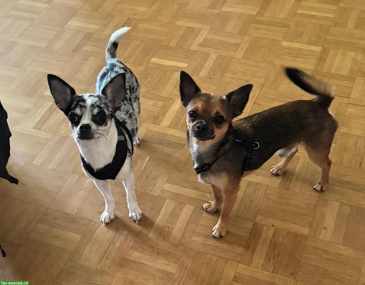 Bild 2: Wunderschöne Chihuahua Welpen suchen ein Zuhause