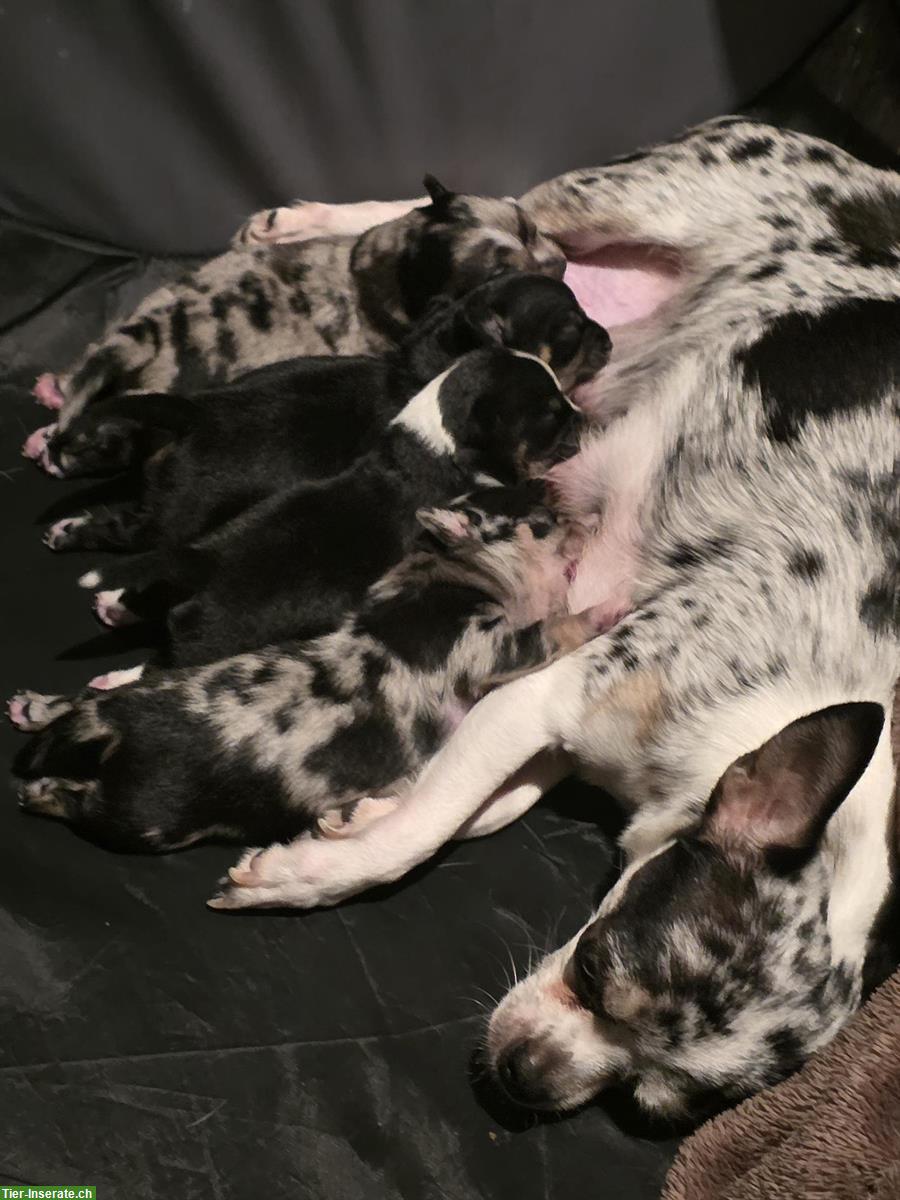 Bild 3: Wunderschöne Chihuahua Welpen suchen ein Zuhause