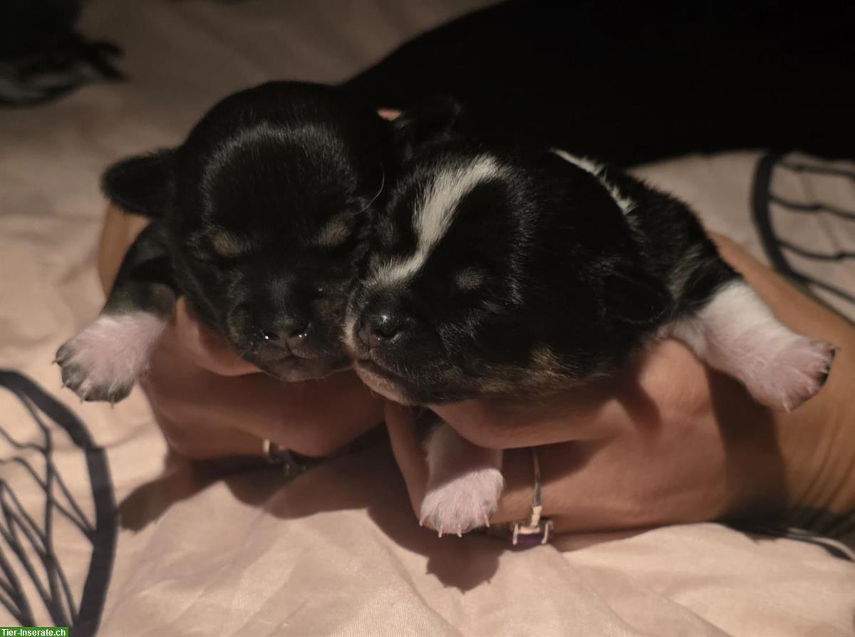 Bild 4: Wunderschöne Chihuahua Welpen suchen ein Zuhause