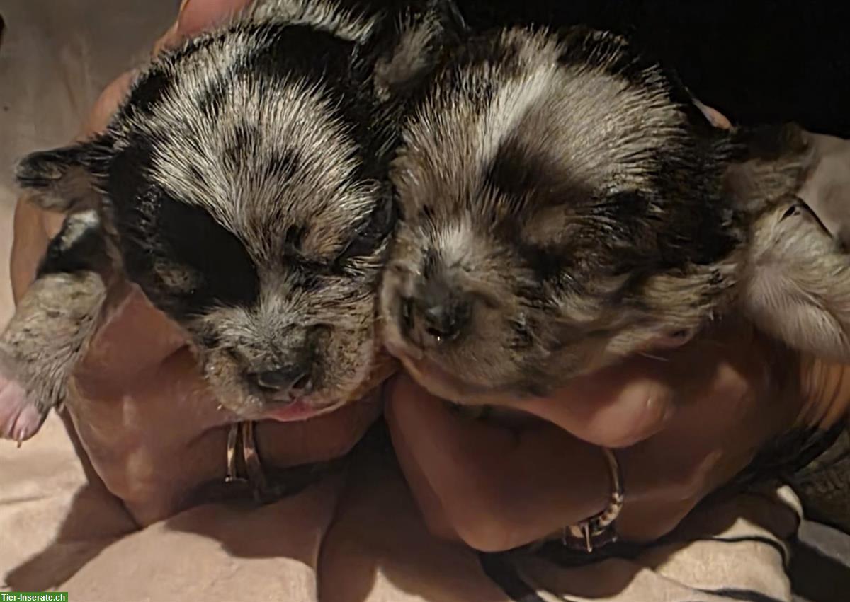 Bild 5: Wunderschöne Chihuahua Welpen suchen ein Zuhause