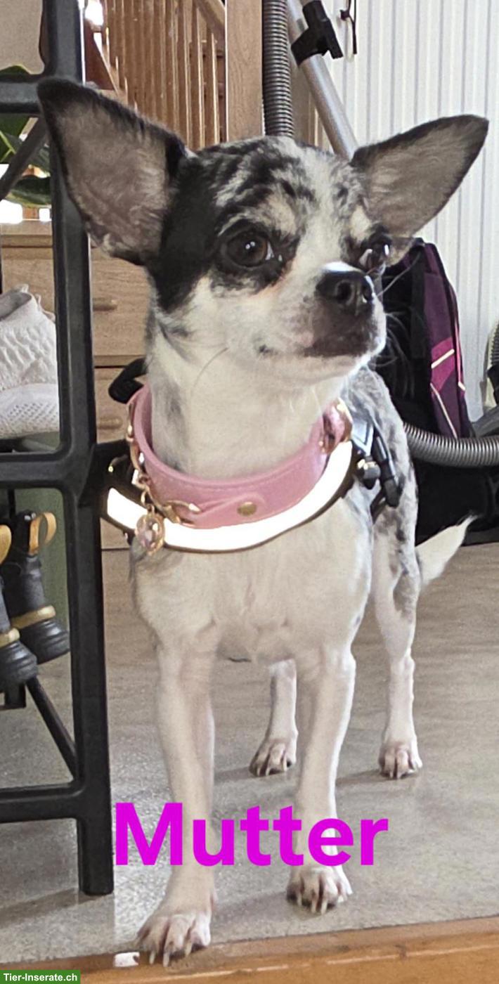 Bild 6: Wunderschöne Chihuahua Welpen suchen ein Zuhause