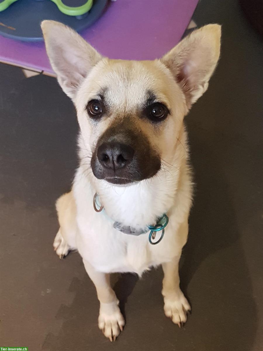 Spezieller Hund, 3-jährig sucht verständnisvollen Platz