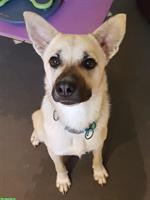 Spezieller Hund, 3-jährig sucht verständnisvollen Platz