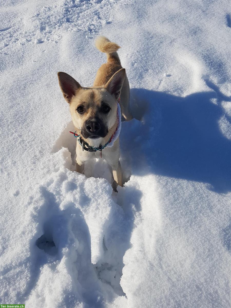 Bild 2: Spezieller Hund, 3-jährig sucht verständnisvollen Platz