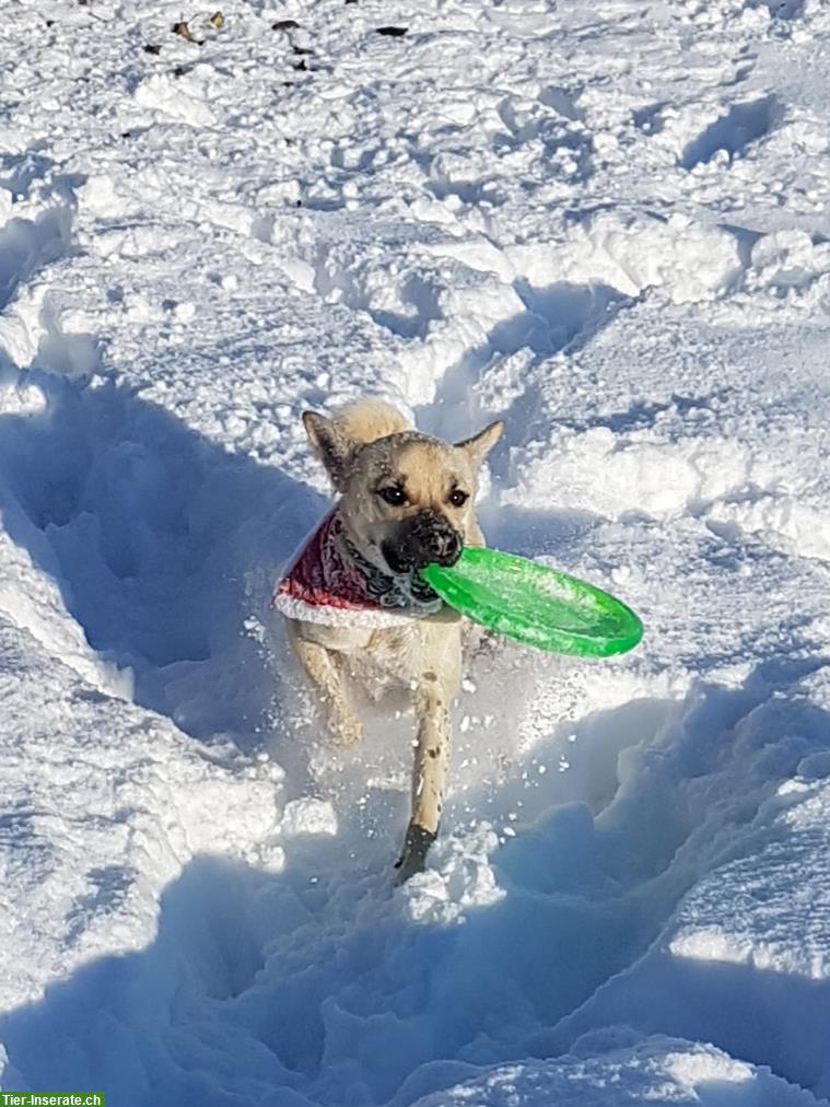 Bild 3: Spezieller Hund, 3-jährig sucht verständnisvollen Platz