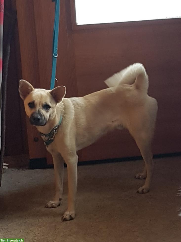 Bild 5: Spezieller Hund, 3-jährig sucht verständnisvollen Platz