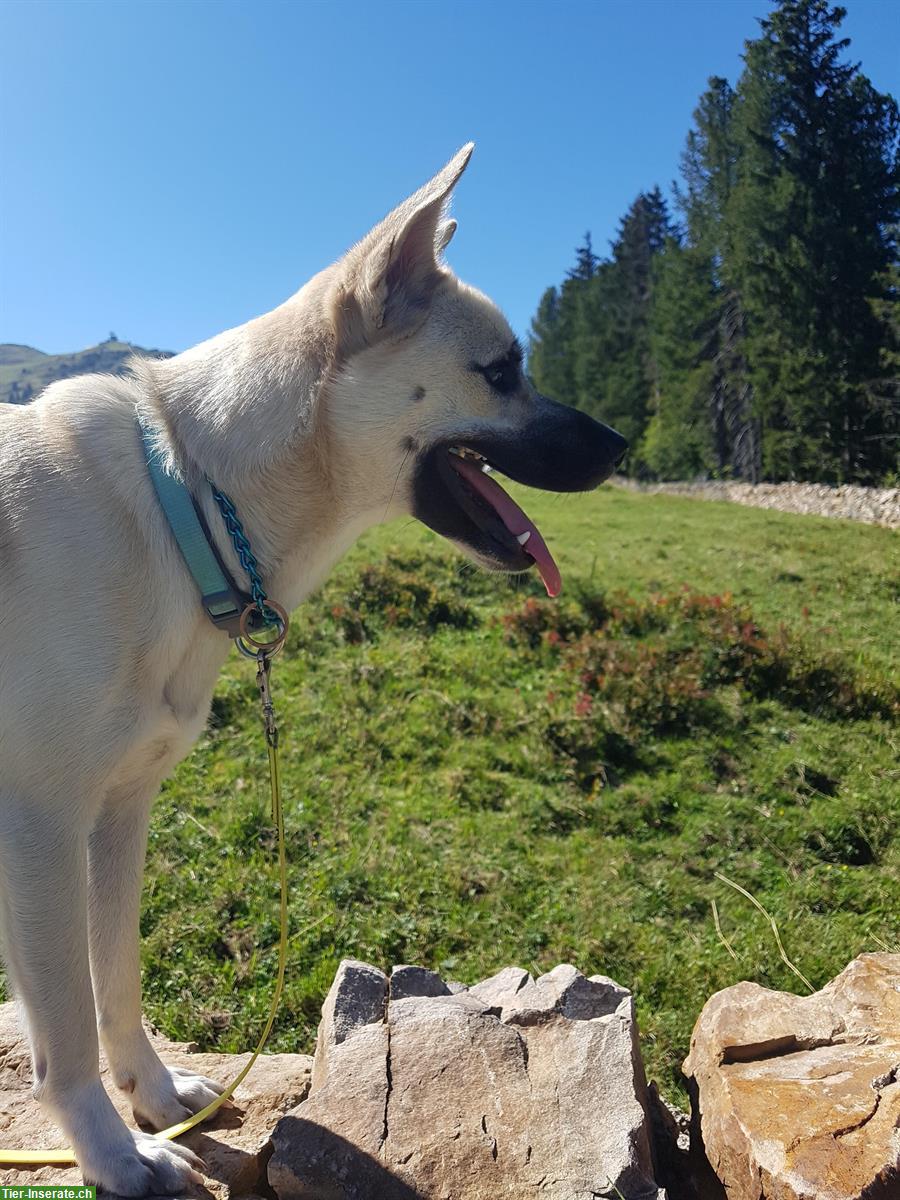 Bild 7: Spezieller Hund, 3-jährig sucht verständnisvollen Platz