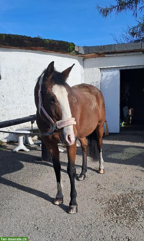 Reitbeteiligung gesucht in 3322 Urtenen-Schönbühl BE