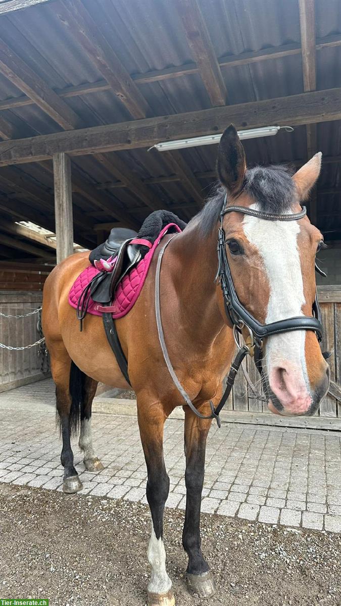 Bild 2: Reitbeteiligung gesucht in 3322 Urtenen-Schönbühl BE