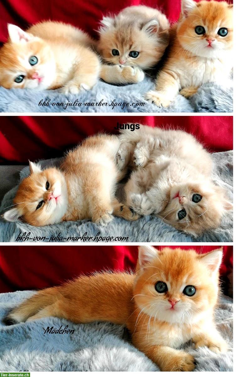 Reinrassige BKH Kitten mit Stammbaum zu verkaufen