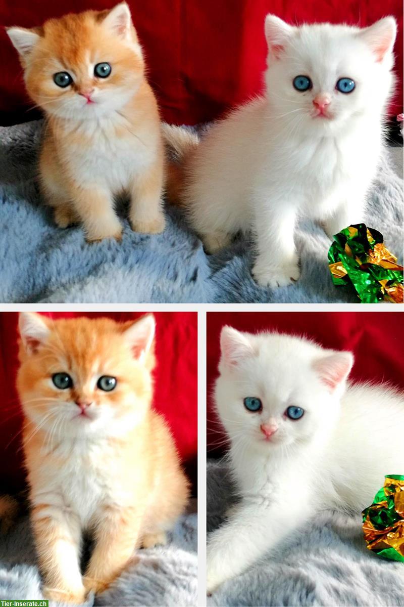 Bild 2: Reinrassige BKH Kitten mit Stammbaum zu verkaufen