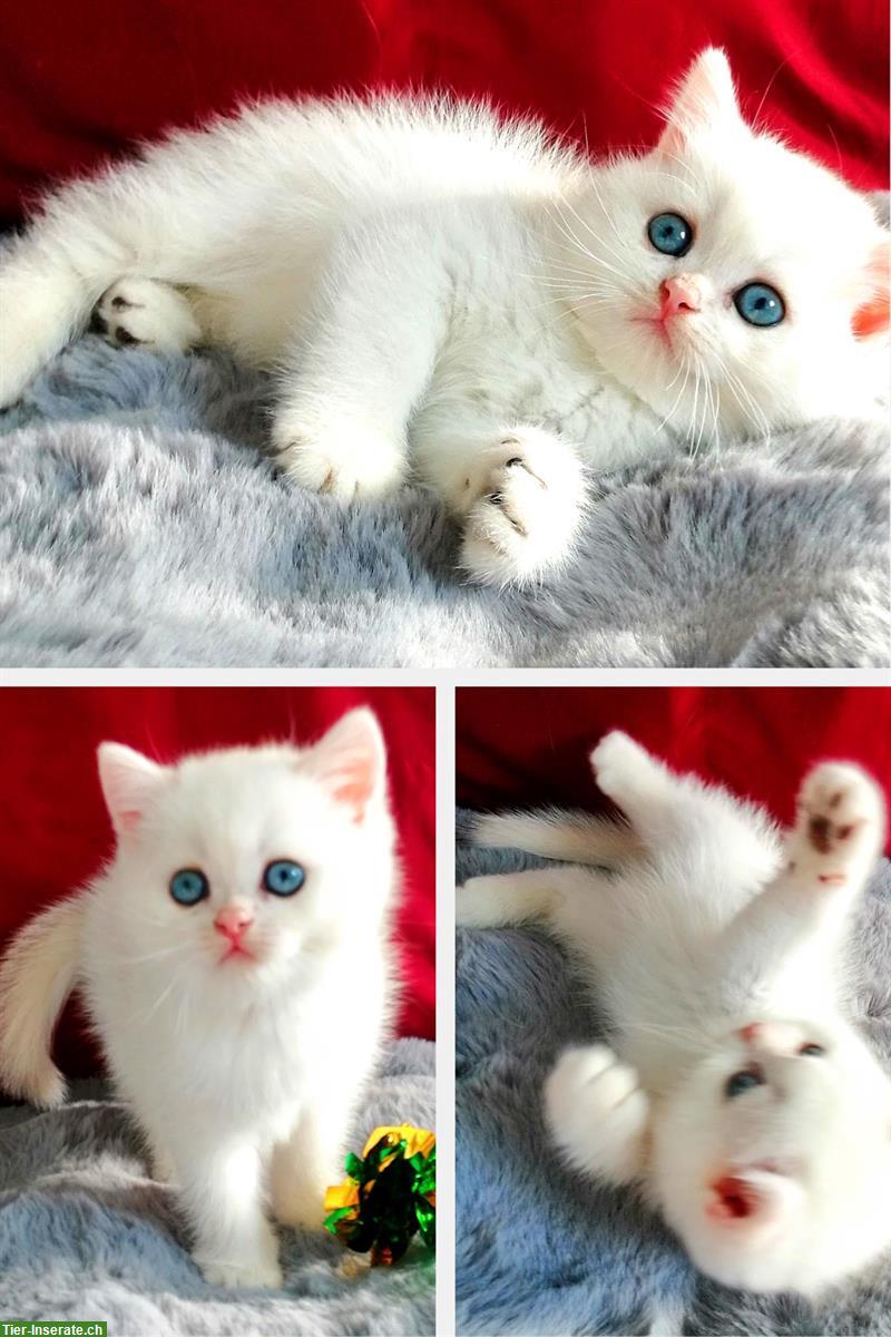 Bild 3: Reinrassige BKH Kitten mit Stammbaum zu verkaufen