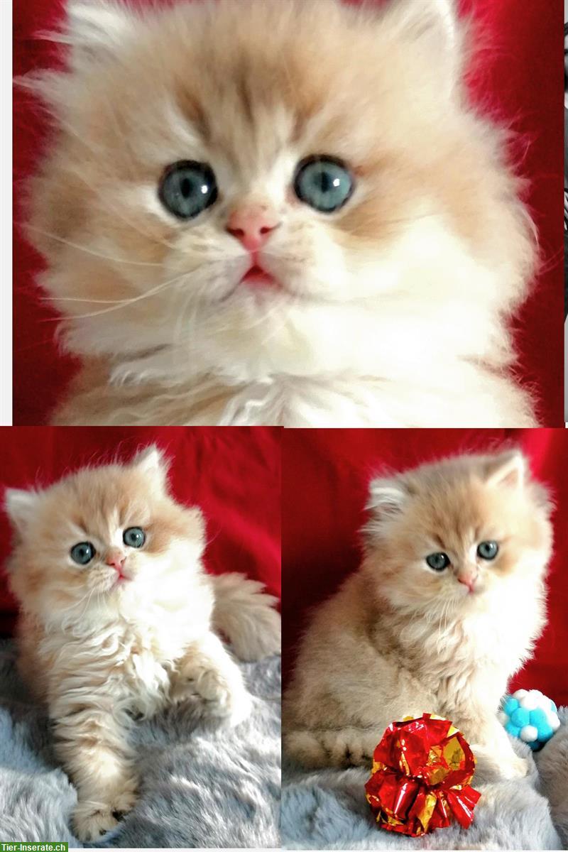 Bild 4: Reinrassige BKH Kitten mit Stammbaum zu verkaufen