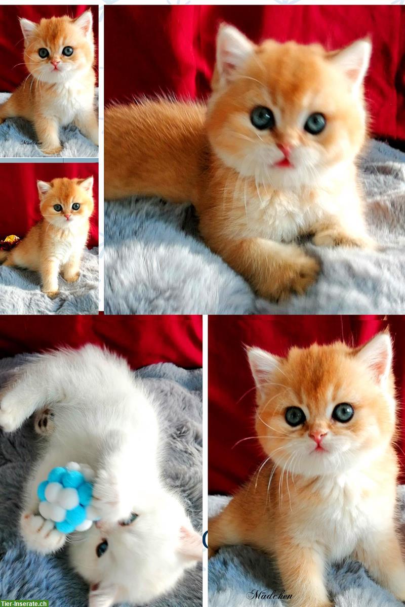 Bild 5: Reinrassige BKH Kitten mit Stammbaum zu verkaufen