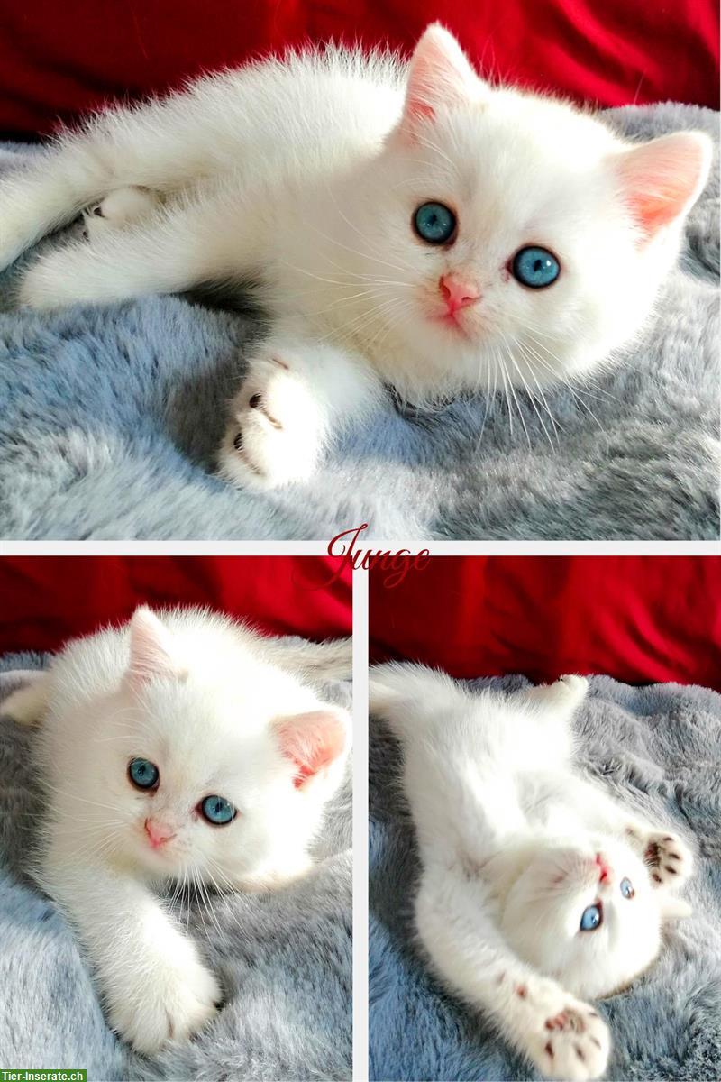 Bild 6: Reinrassige BKH Kitten mit Stammbaum zu verkaufen