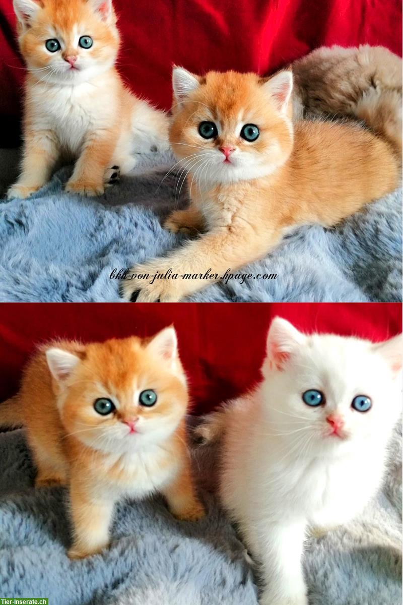 Bild 7: Reinrassige BKH Kitten mit Stammbaum zu verkaufen