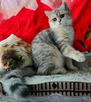 Reinrassige BKH Kitten mit Stammbaum von Champion Eltern