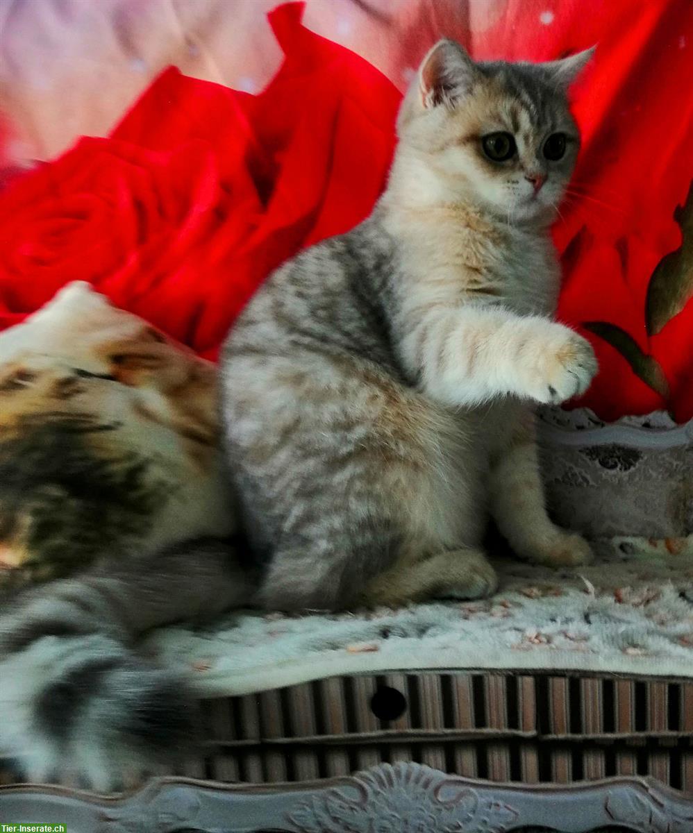 Bild 2: Reinrassige BKH Kitten mit Stammbaum von Champion Eltern