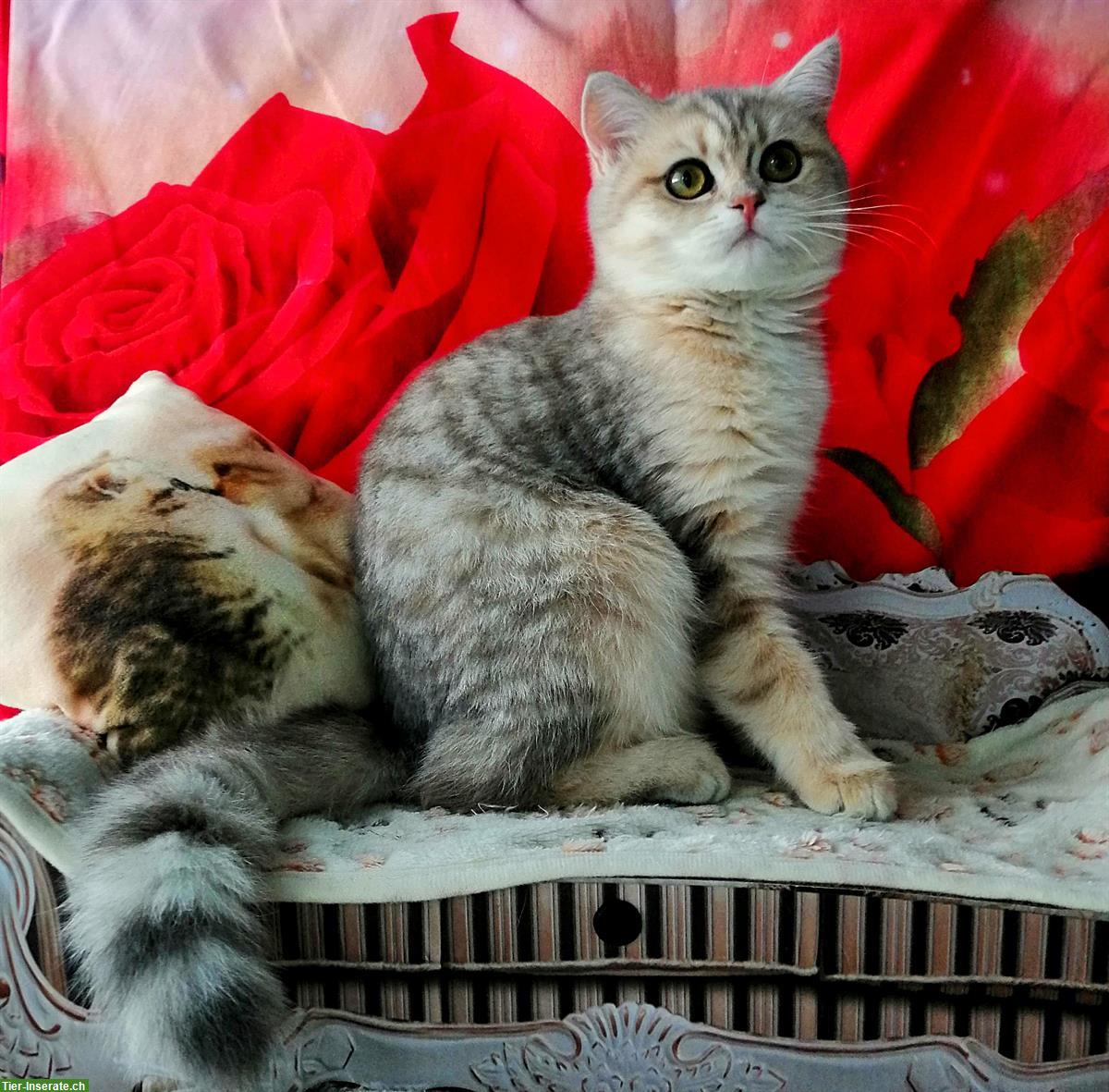 Bild 3: Reinrassige BKH Kitten mit Stammbaum von Champion Eltern