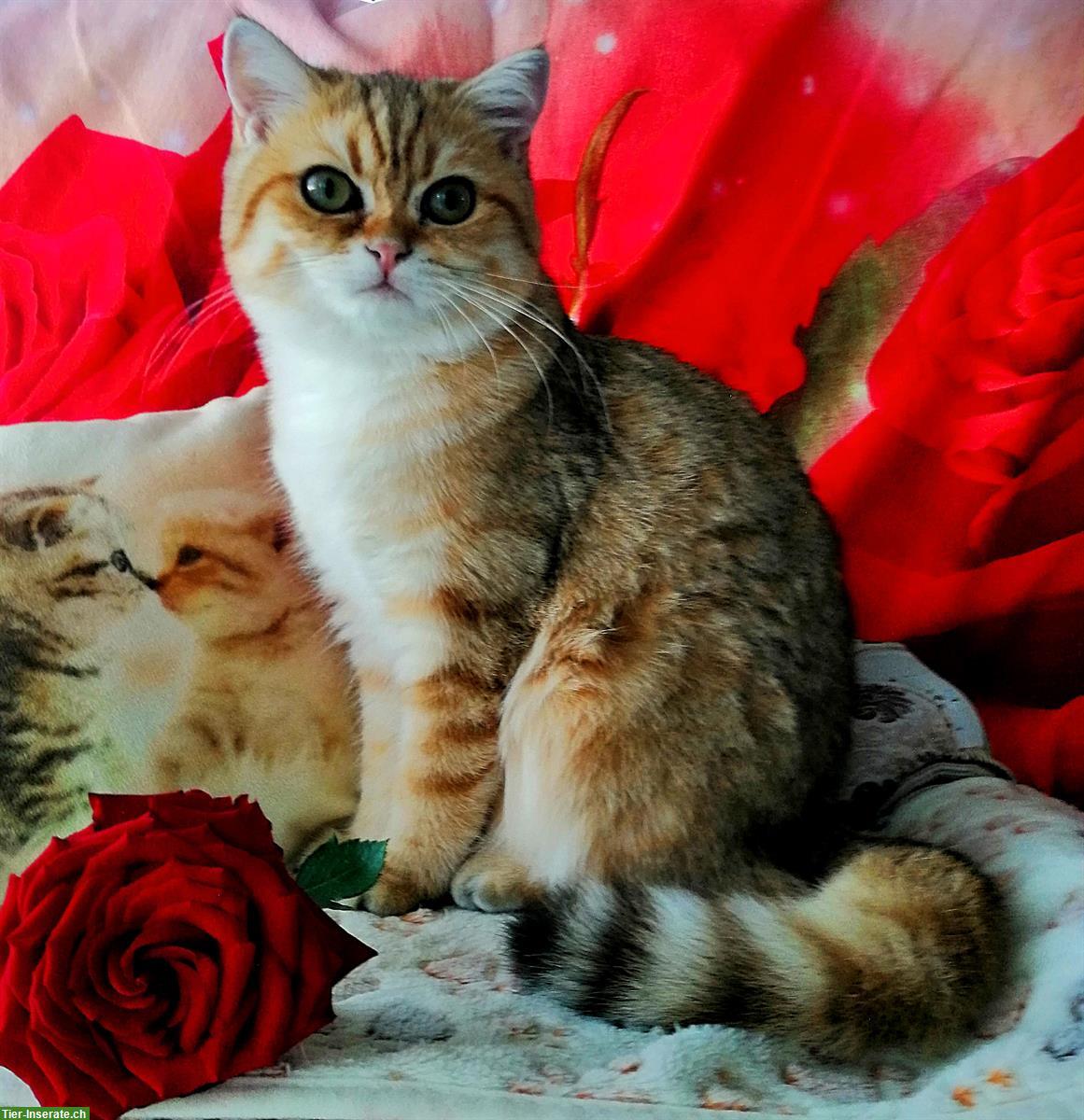 Bild 4: Reinrassige BKH Kitten mit Stammbaum von Champion Eltern