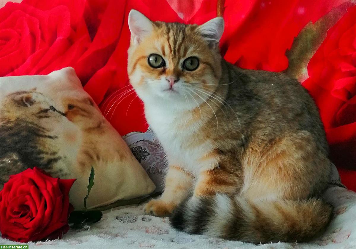 Bild 5: Reinrassige BKH Kitten mit Stammbaum von Champion Eltern