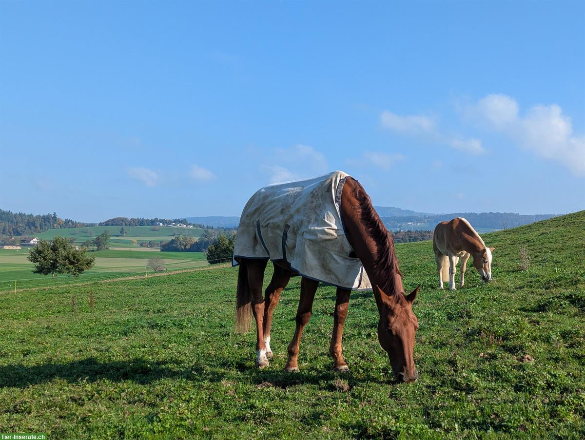 Bild 2: Reitbeteiligung für KWPN Wallach in Hagendorn ZG