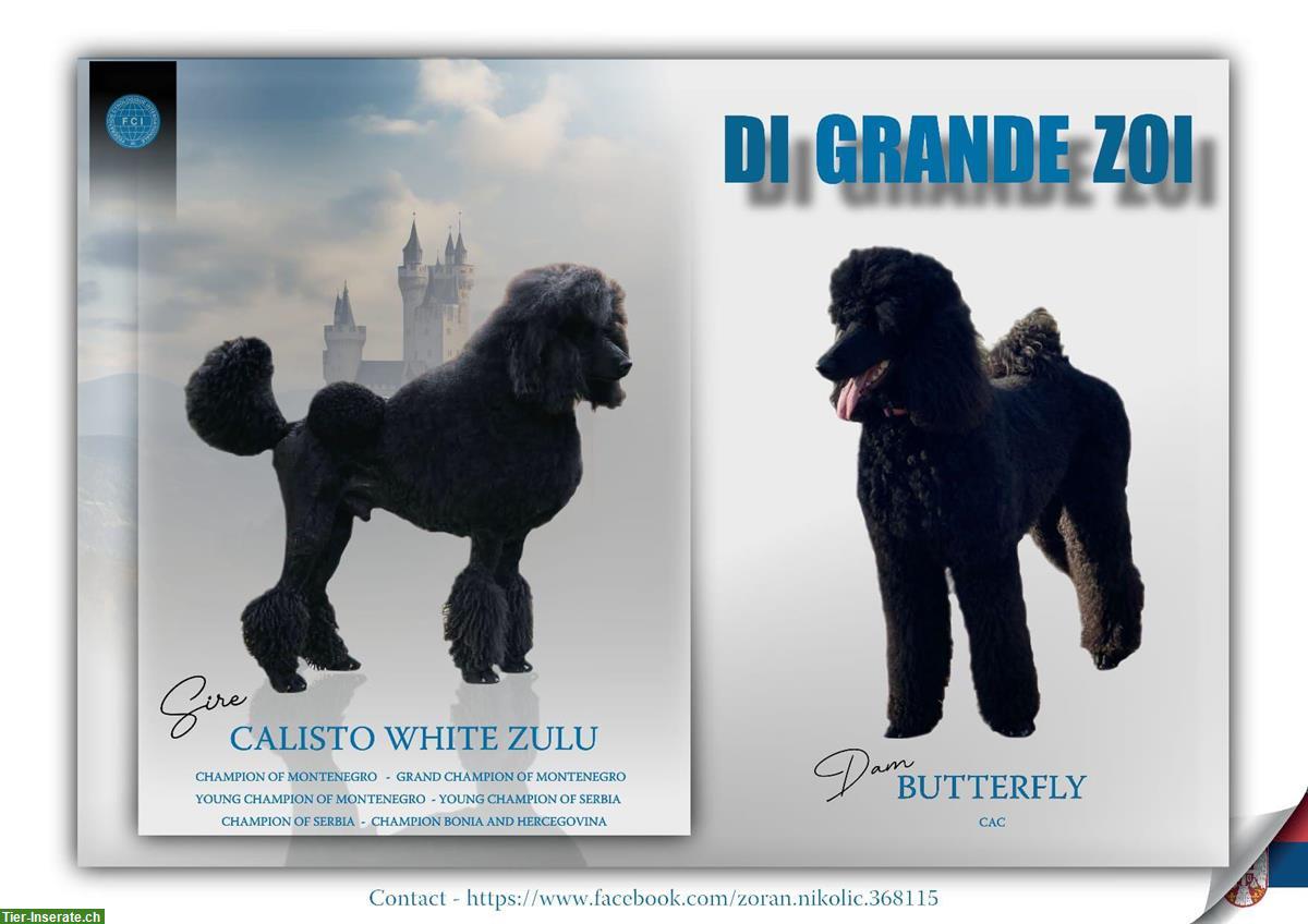 Königspudel Welpen weiblich + männlich zu verkaufen