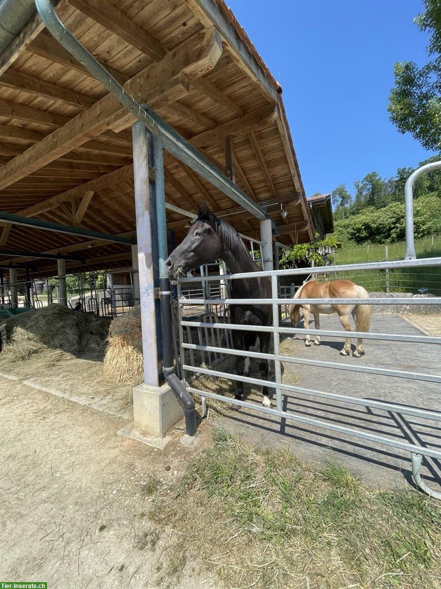 Offenstall für zwei Pferde in Diegten BL