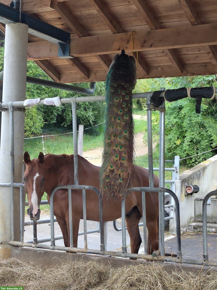 Bild 10: Offenstall für zwei Pferde in Diegten BL