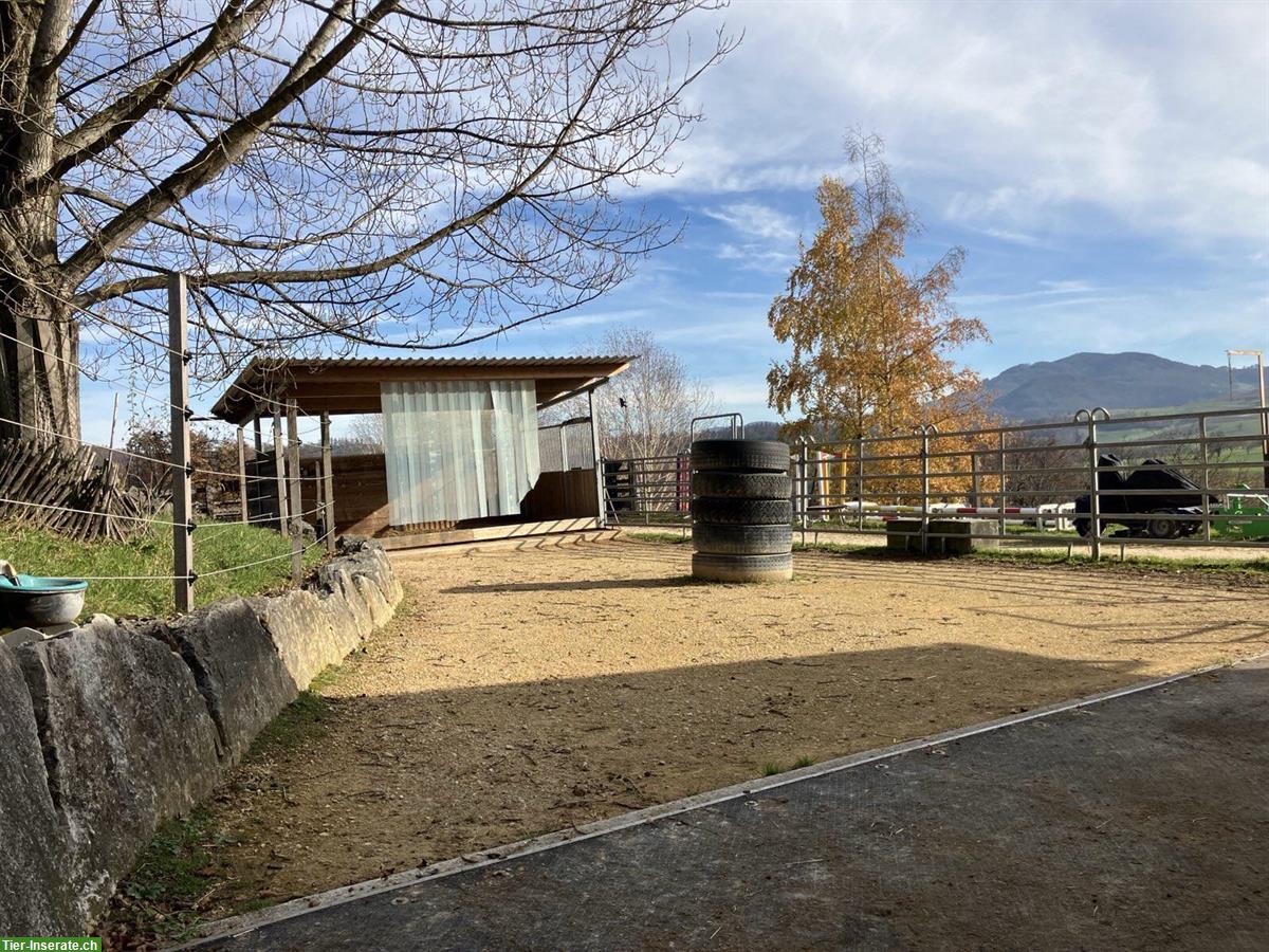 Bild 2: Offenstall für zwei Pferde in Diegten BL