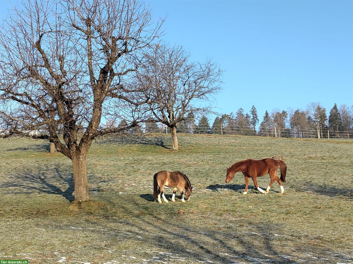 Bild 4: Offenstall für zwei Pferde in Diegten BL