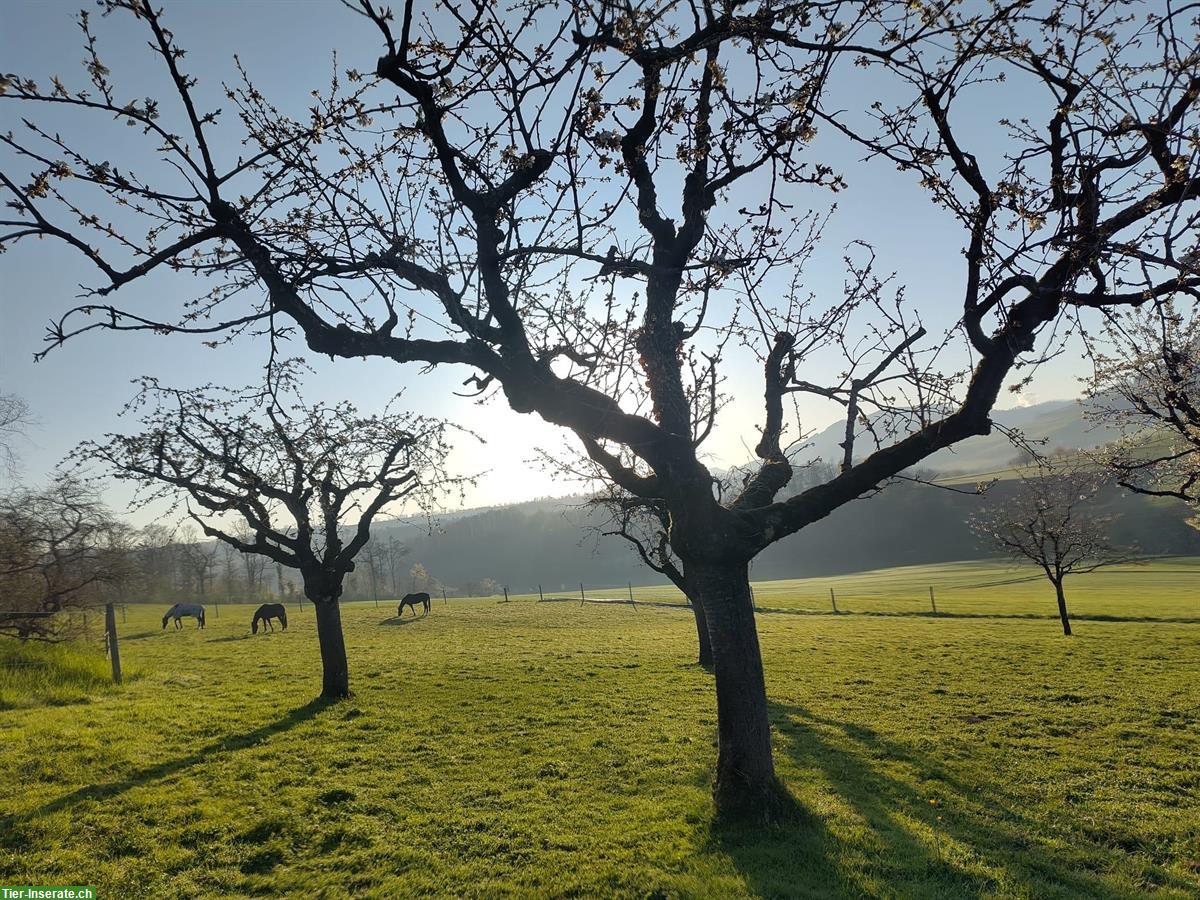 Bild 5: Offenstall für zwei Pferde in Diegten BL