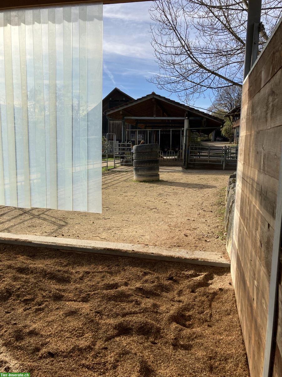 Bild 6: Offenstall für zwei Pferde in Diegten BL