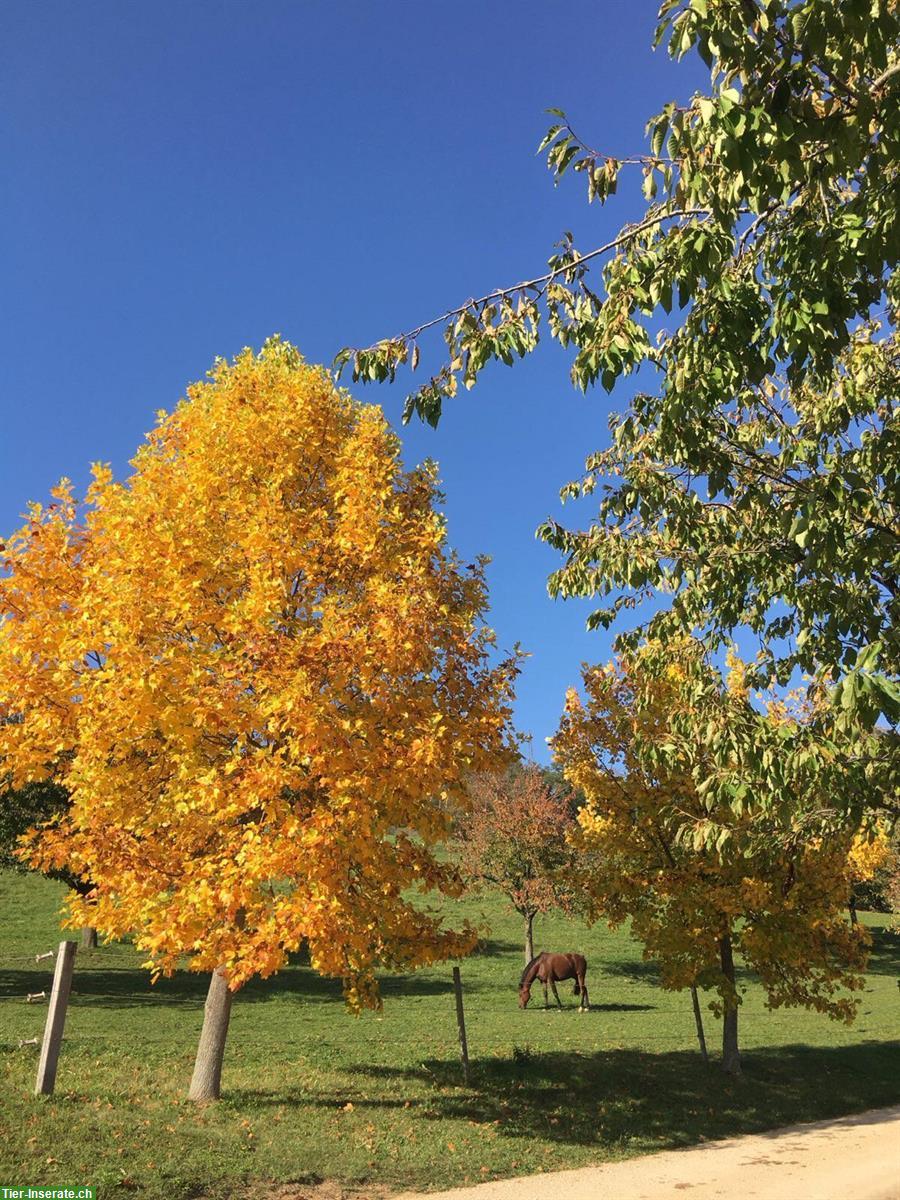 Bild 7: Offenstall für zwei Pferde in Diegten BL