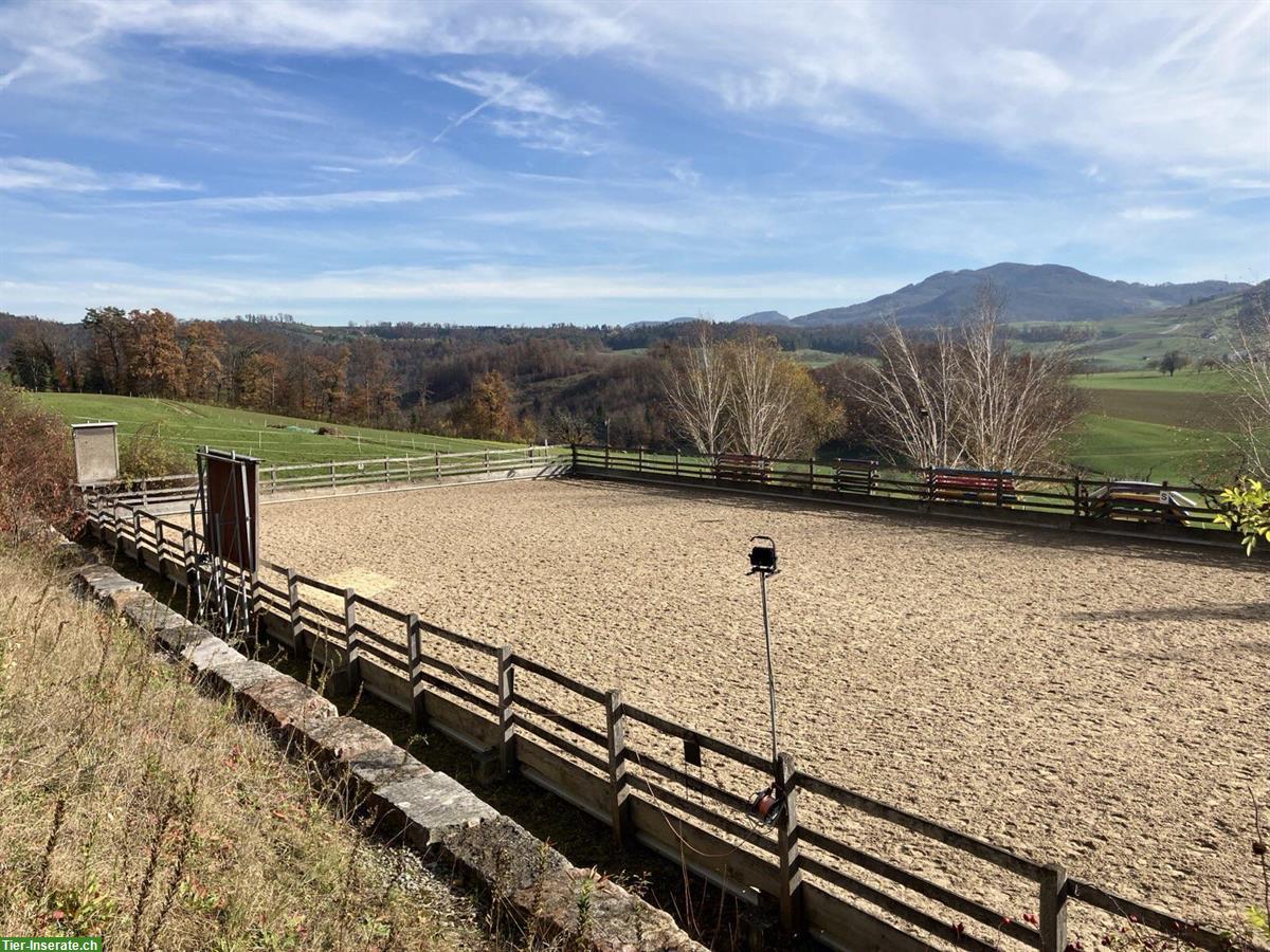 Bild 8: Offenstall für zwei Pferde in Diegten BL