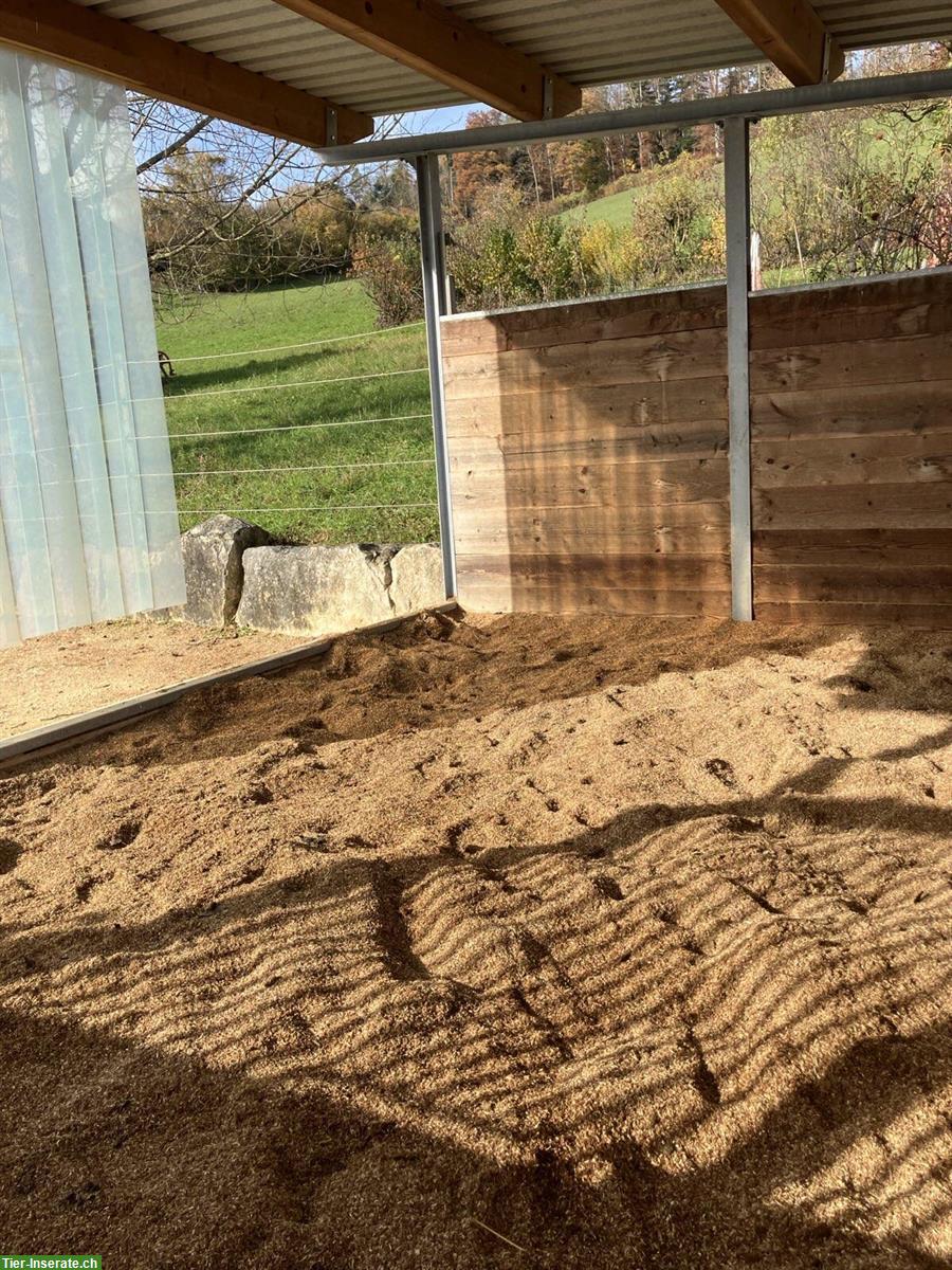 Bild 9: Offenstall für zwei Pferde in Diegten BL