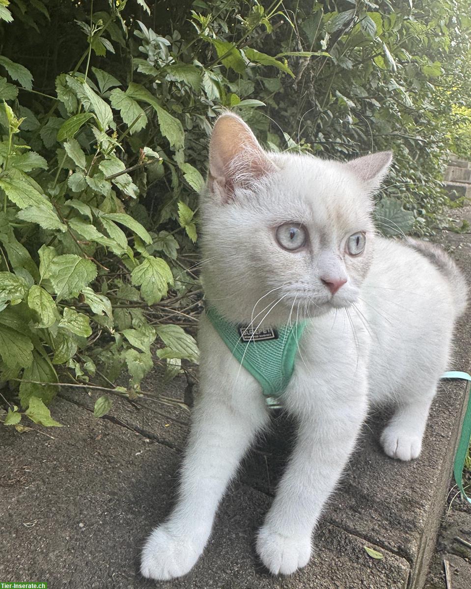 Bild 2: BKH Kater sucht Katze zum paaren