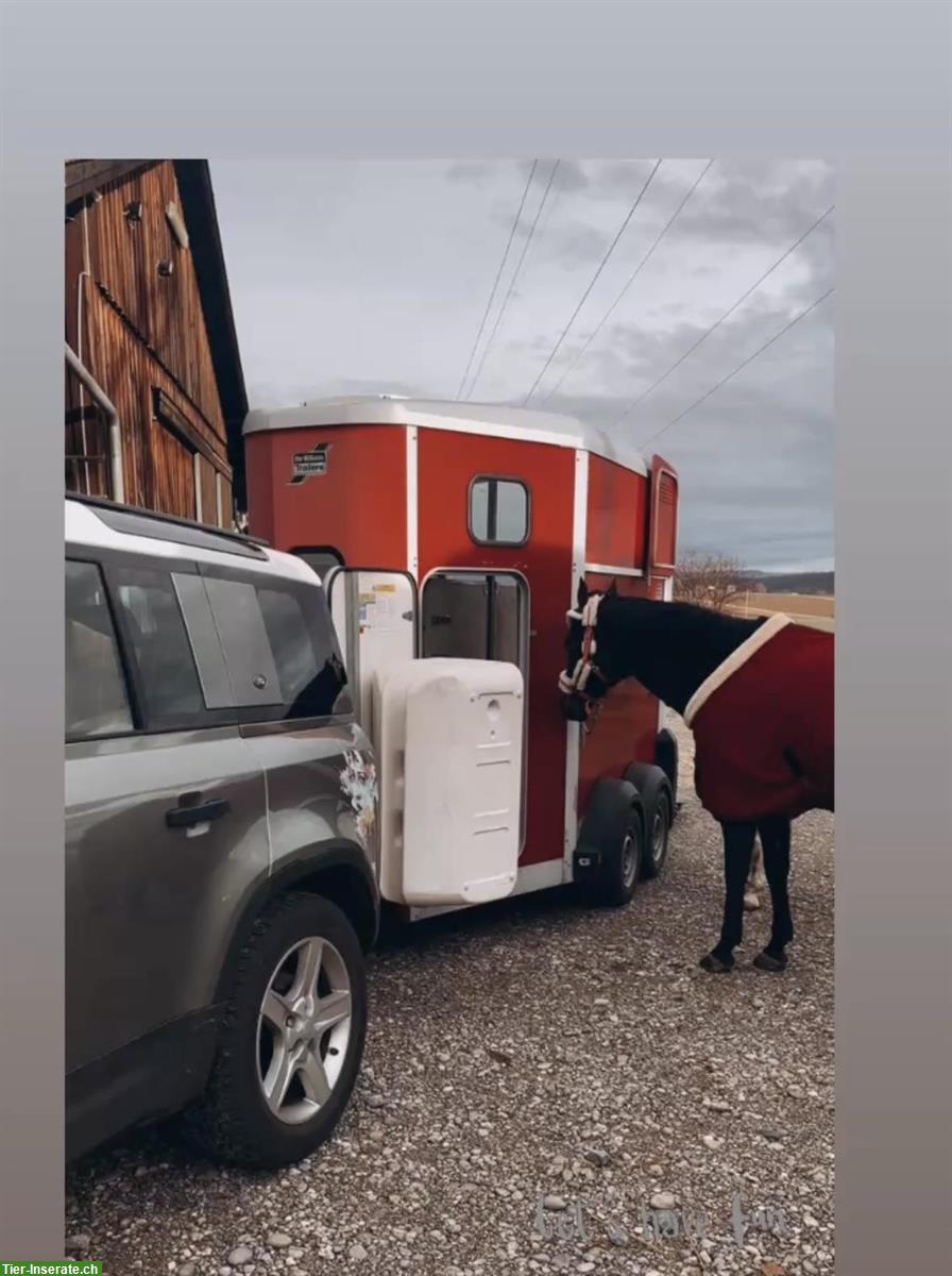 2er Pferdeanhänger Ifor Williams abzugeben