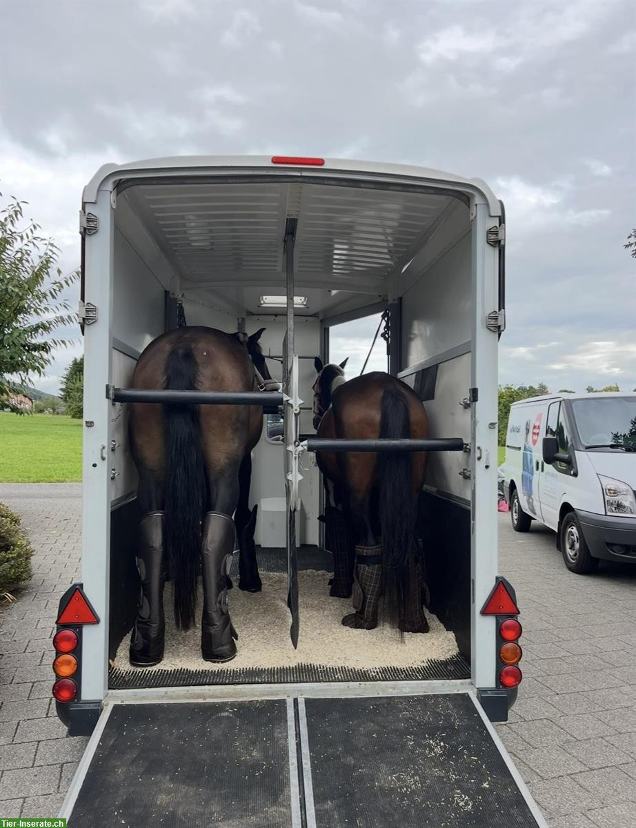 Bild 2: 2er Pferdeanhänger Ifor Williams abzugeben