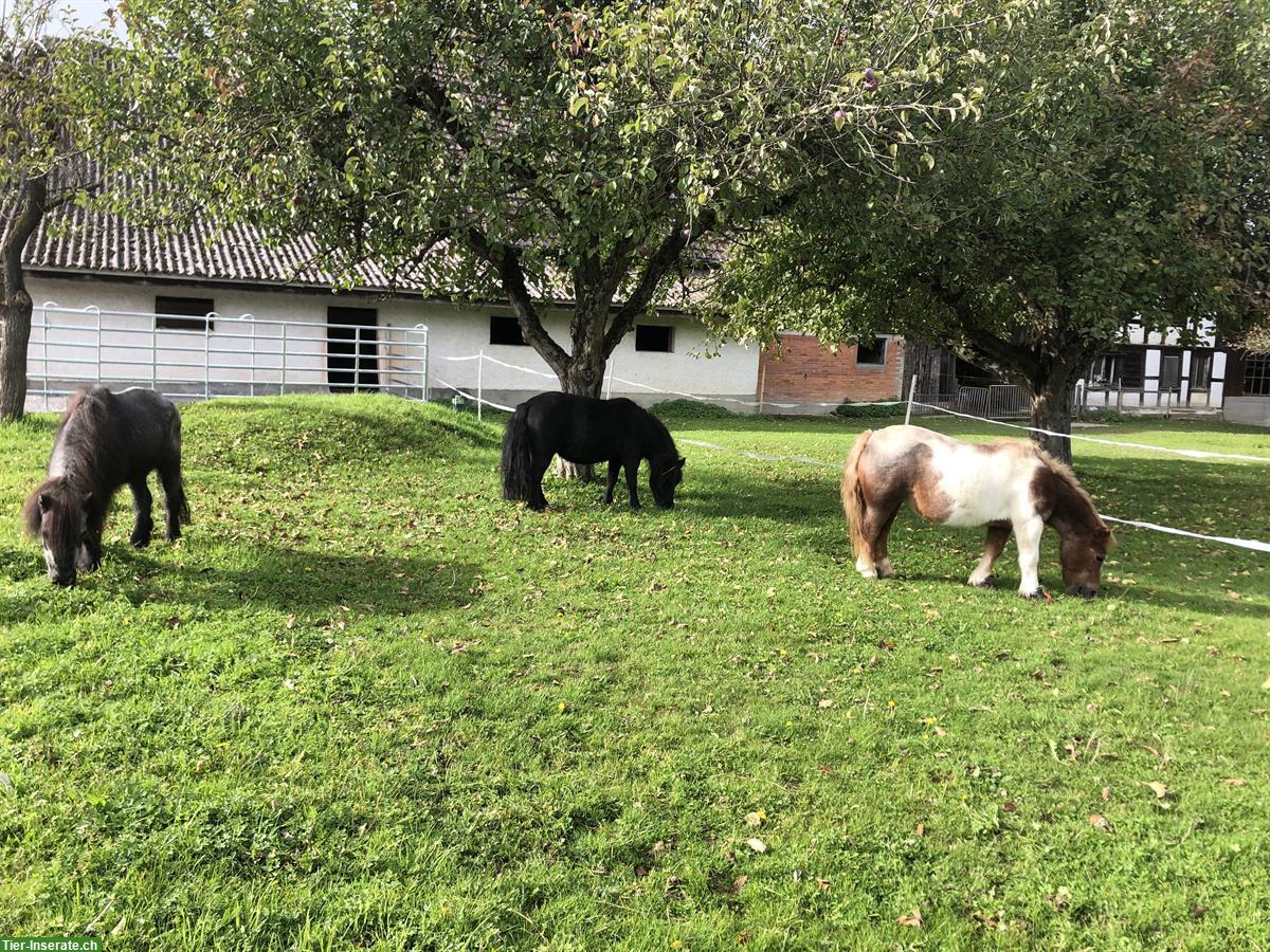 Offenstallplatz frei in Ponygruppe, Etzelkofen BE