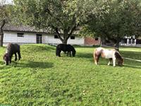 Offenstallplatz frei in Ponygruppe, Etzelkofen BE