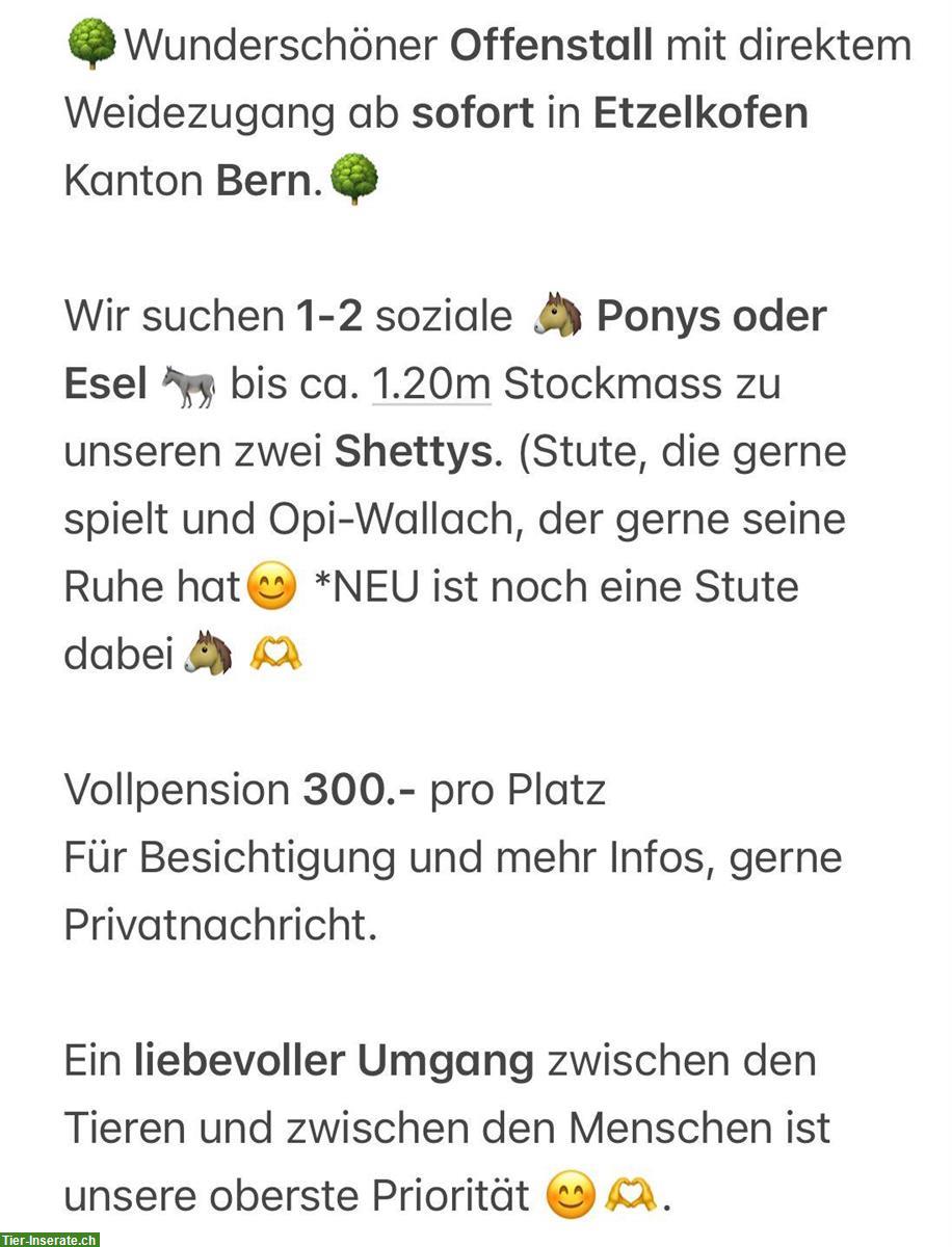 Bild 2: Offenstallplatz frei in Ponygruppe, Etzelkofen BE