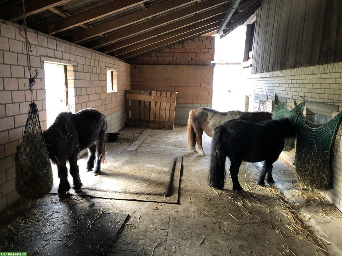 Bild 3: Offenstallplatz frei in Ponygruppe, Etzelkofen BE