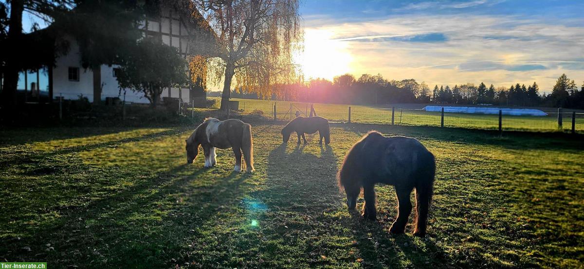 Bild 4: Offenstallplatz frei in Ponygruppe, Etzelkofen BE