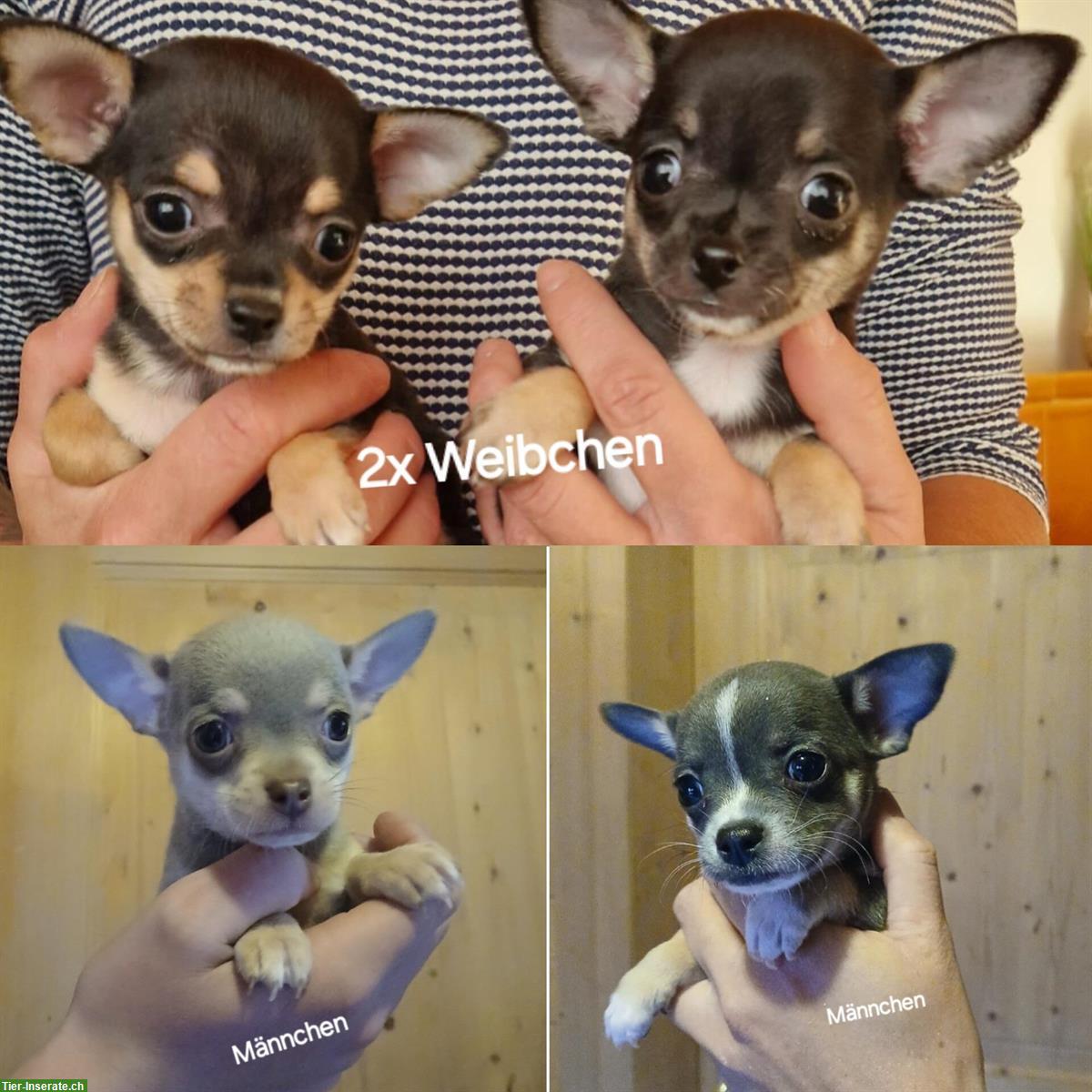 Chihuahua Welpen zu verkaufen, Rüden und Hündinnen