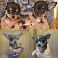 Chihuahua Welpen zu verkaufen, Rüden und Hündinnen