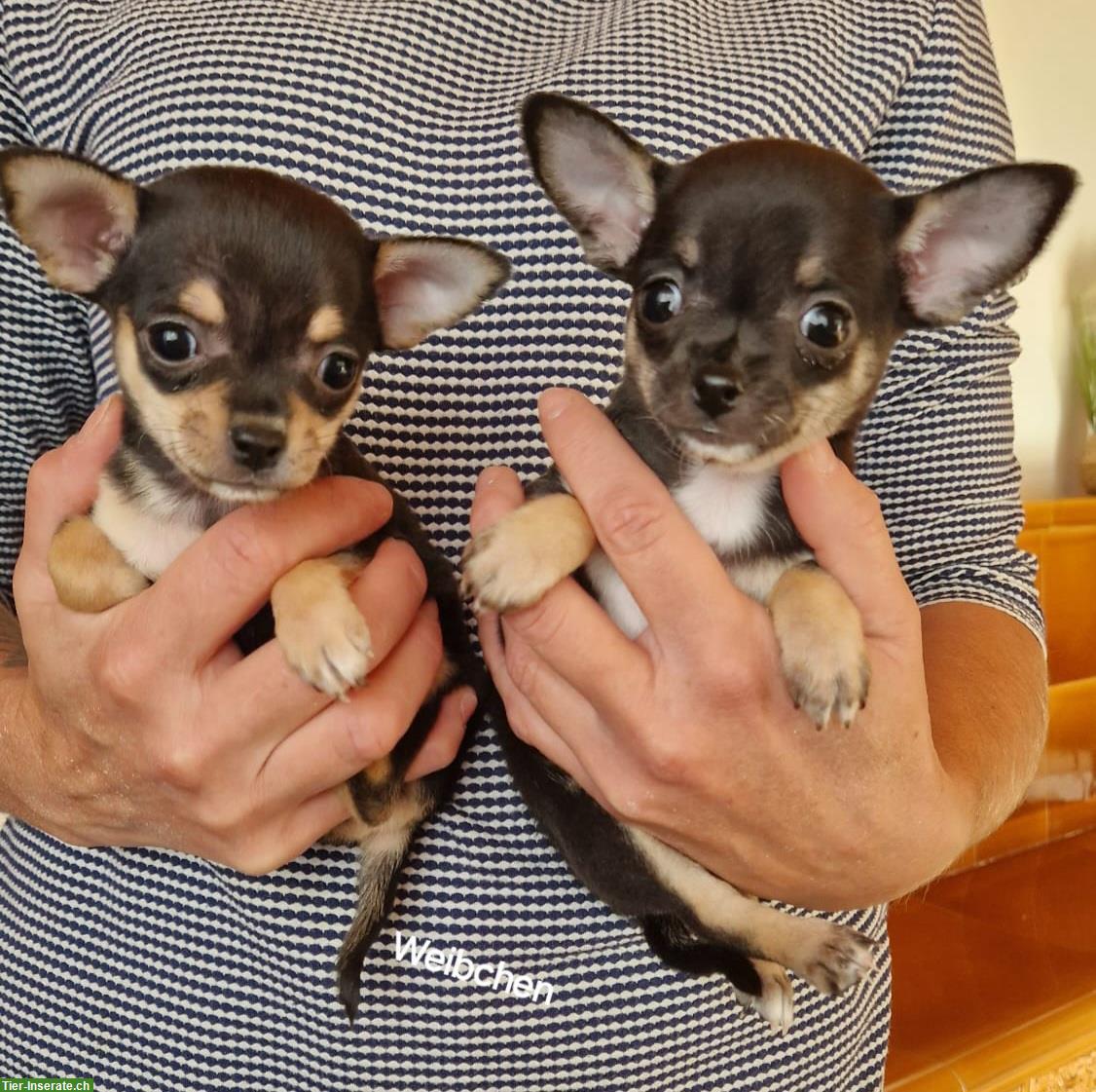 Bild 2: Chihuahua Welpen zu verkaufen, Rüden und Hündinnen