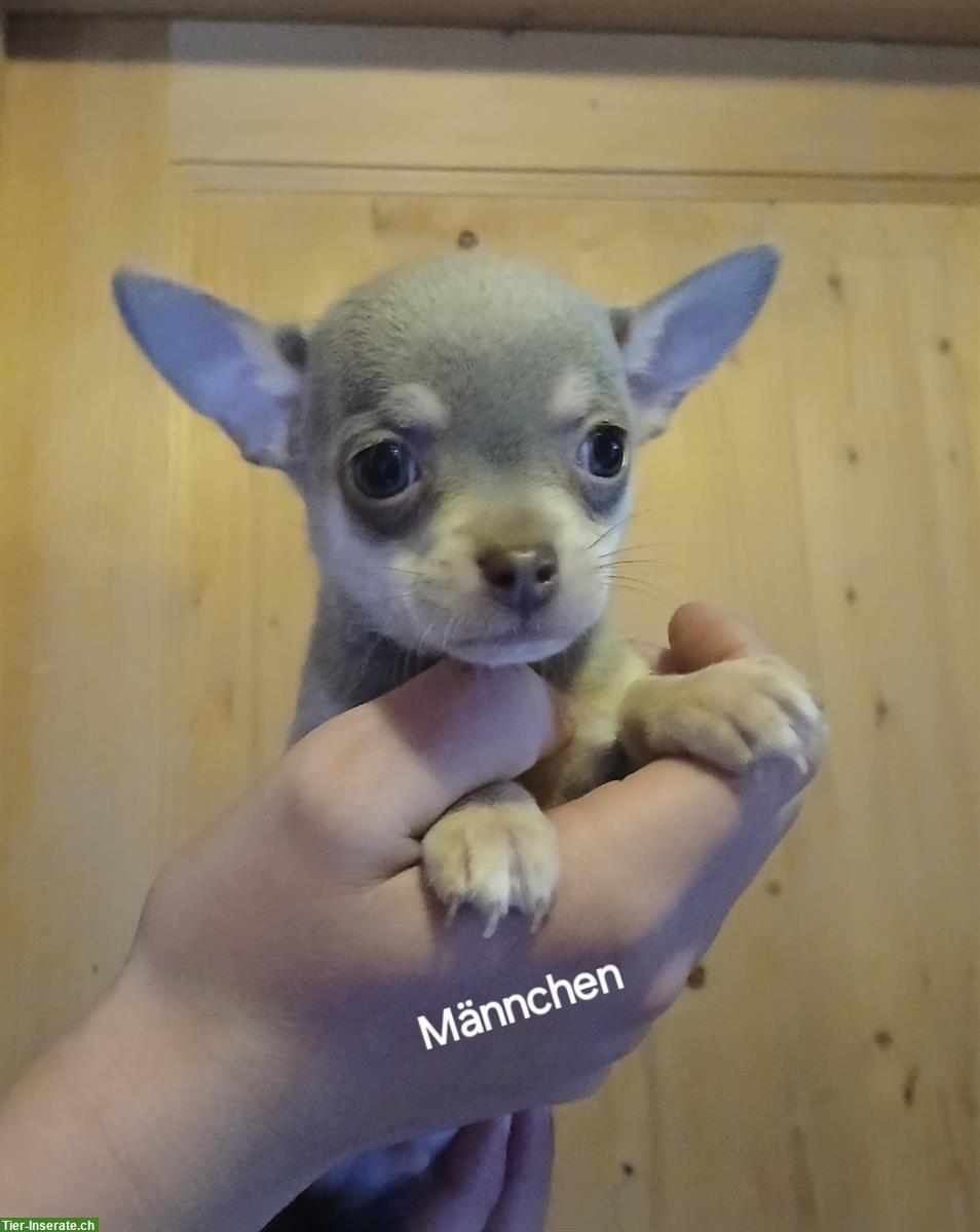 Bild 3: Chihuahua Welpen zu verkaufen, Rüden und Hündinnen